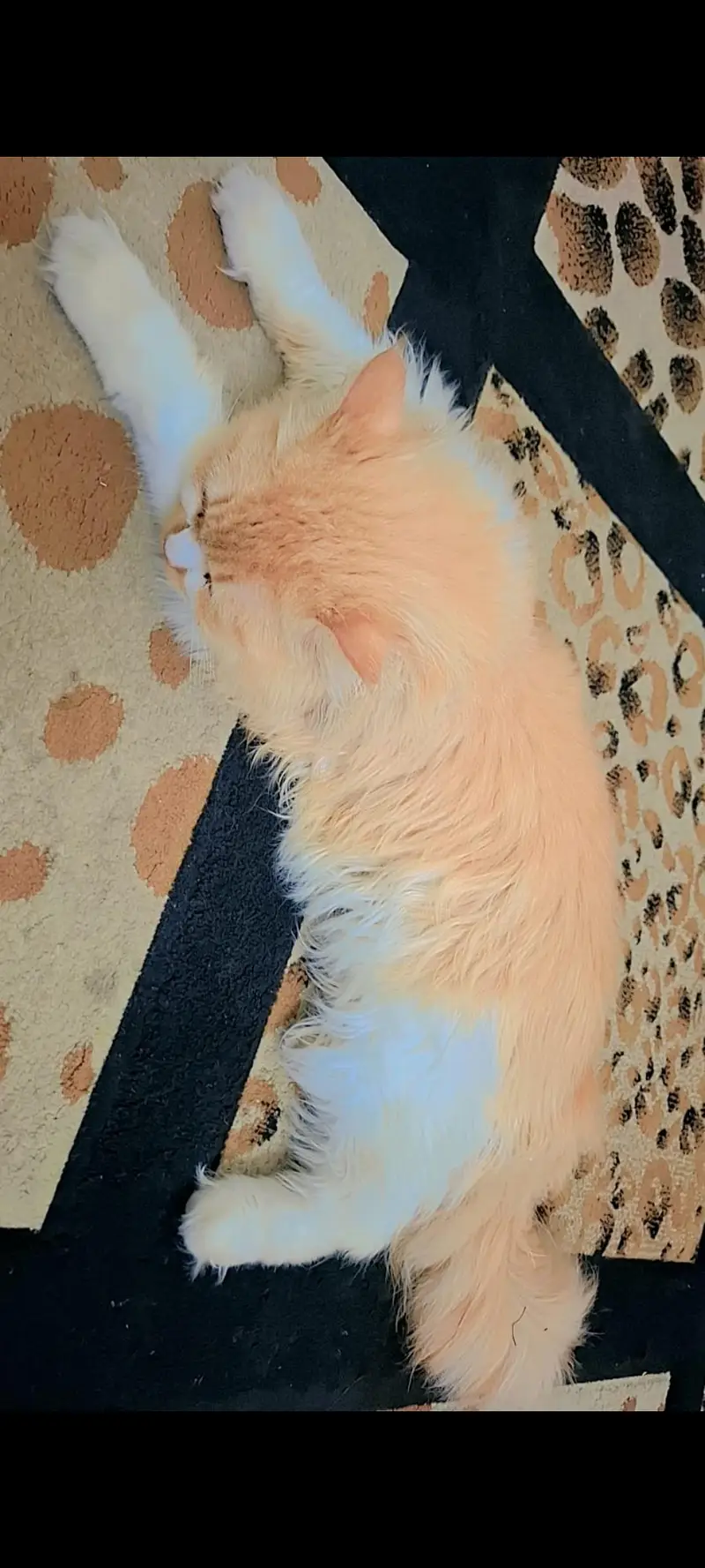 wwhite n golden color . proper trained  . cute n lovely. cat — photo 2