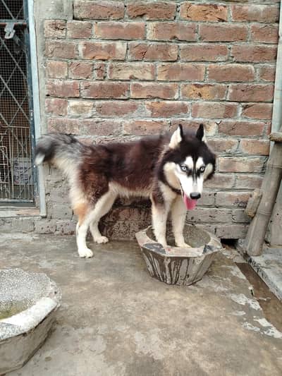 Huskey female for sale