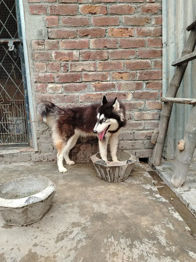 Huskey female for sale — photo 2