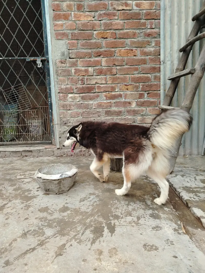 Huskey female for sale — photo 3
