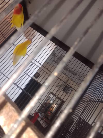 lutino red eyes breeder pair for sale