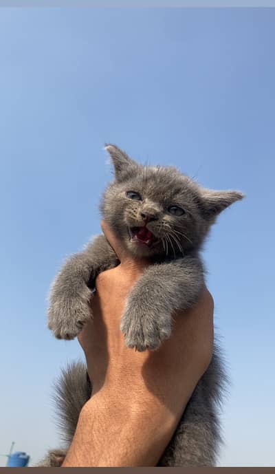 Pershion Cats pair For sale