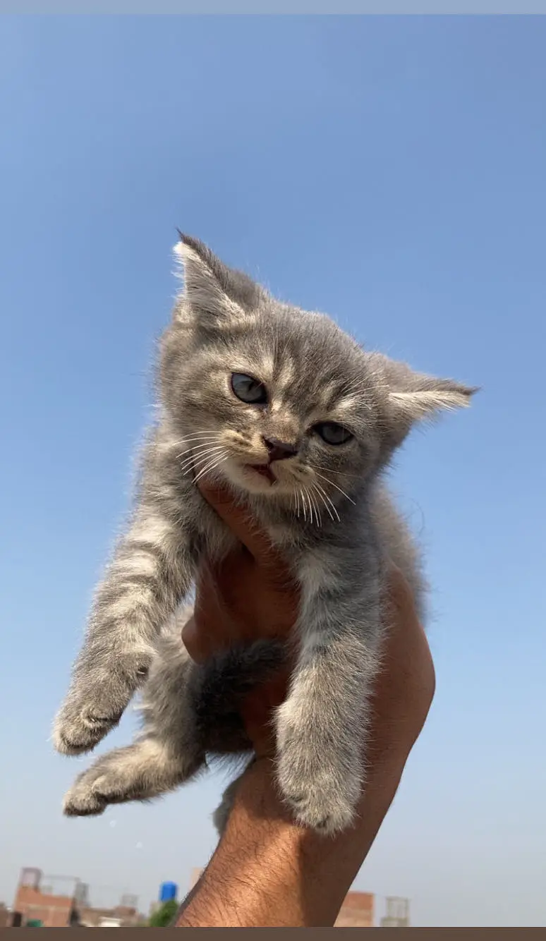 Pershion Cats pair For sale — photo 2