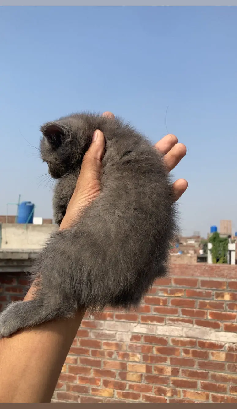 Pershion Cats pair For sale — photo 3