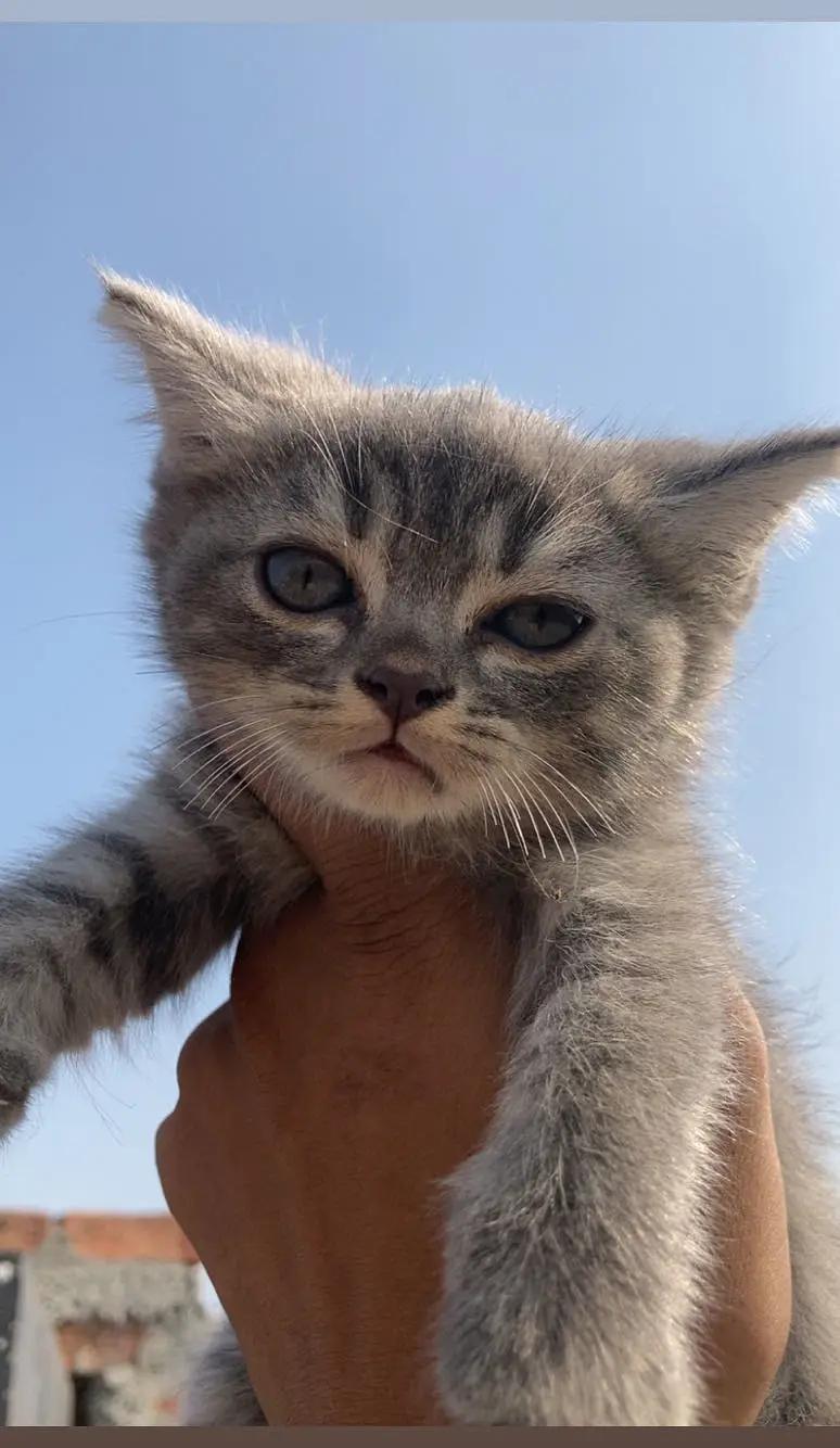 Pershion Cats pair For sale — photo 4