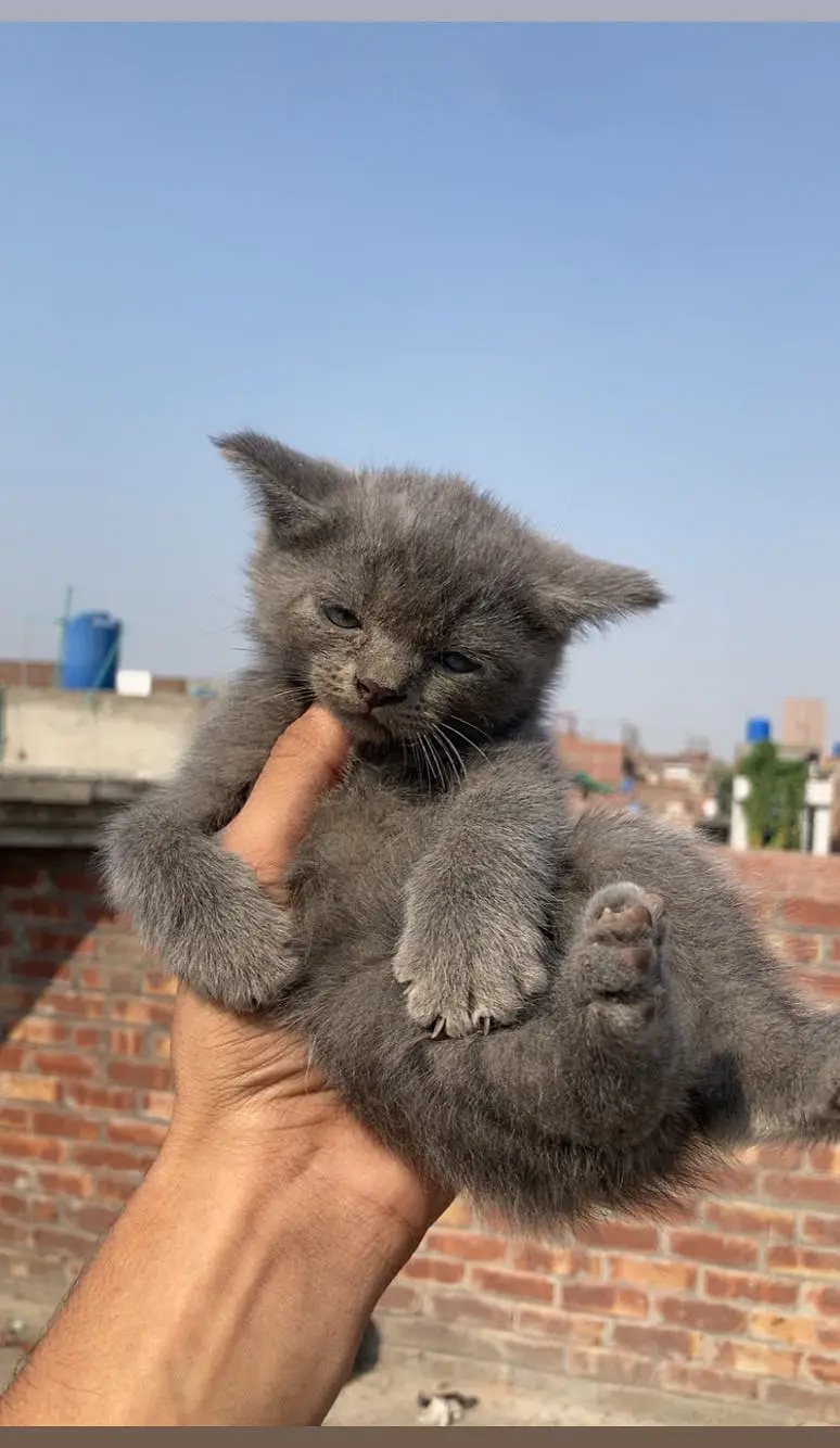 Pershion Cats pair For sale — photo 5
