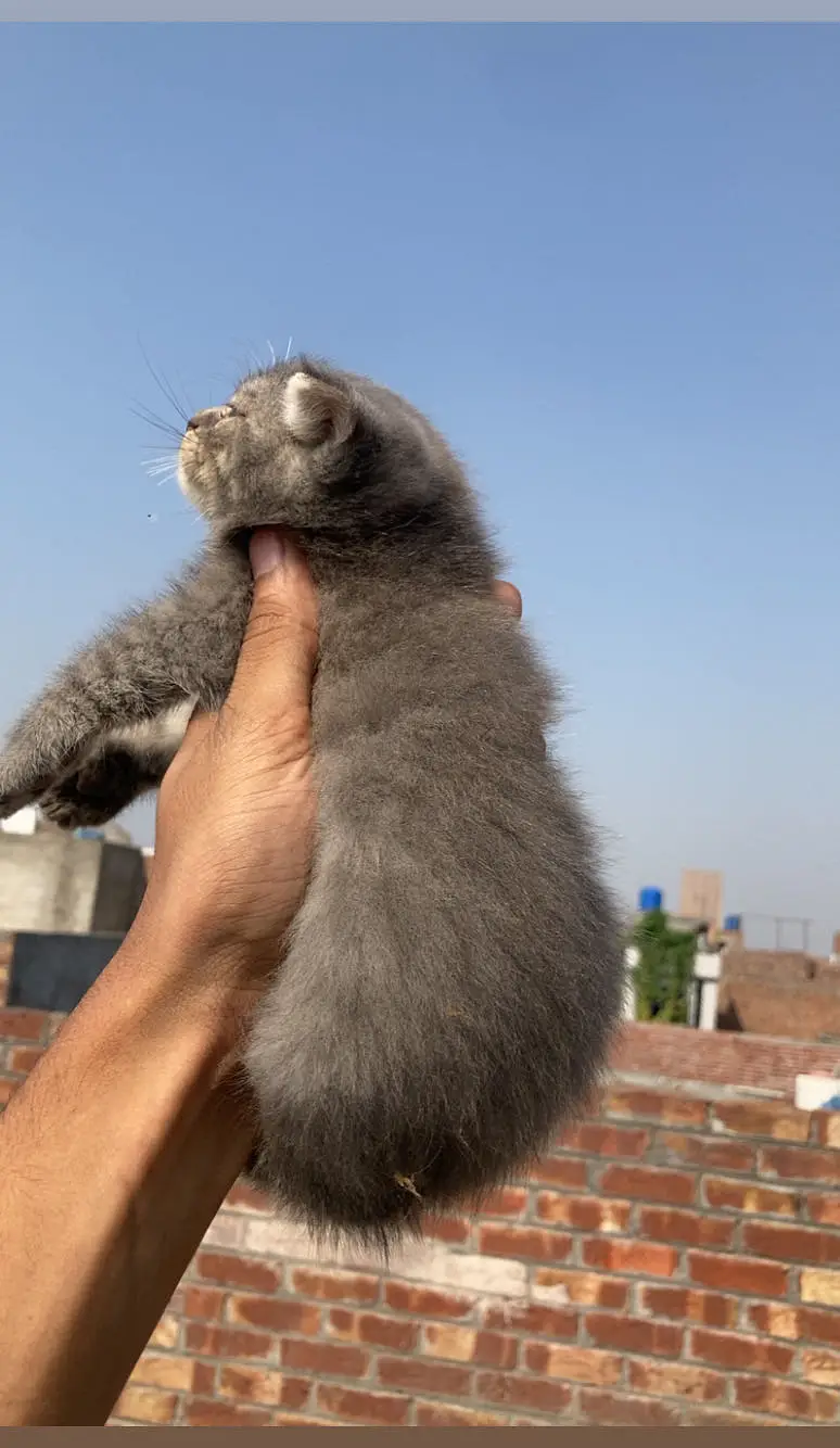 Pershion Cats pair For sale — photo 6