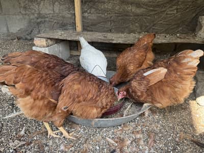 Frest starter hens
