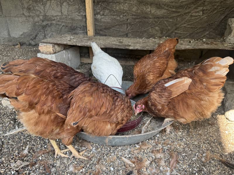 Frest starter hens 0