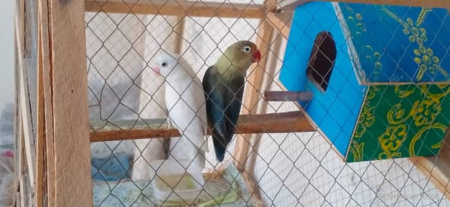 LoveBird for sale active birds