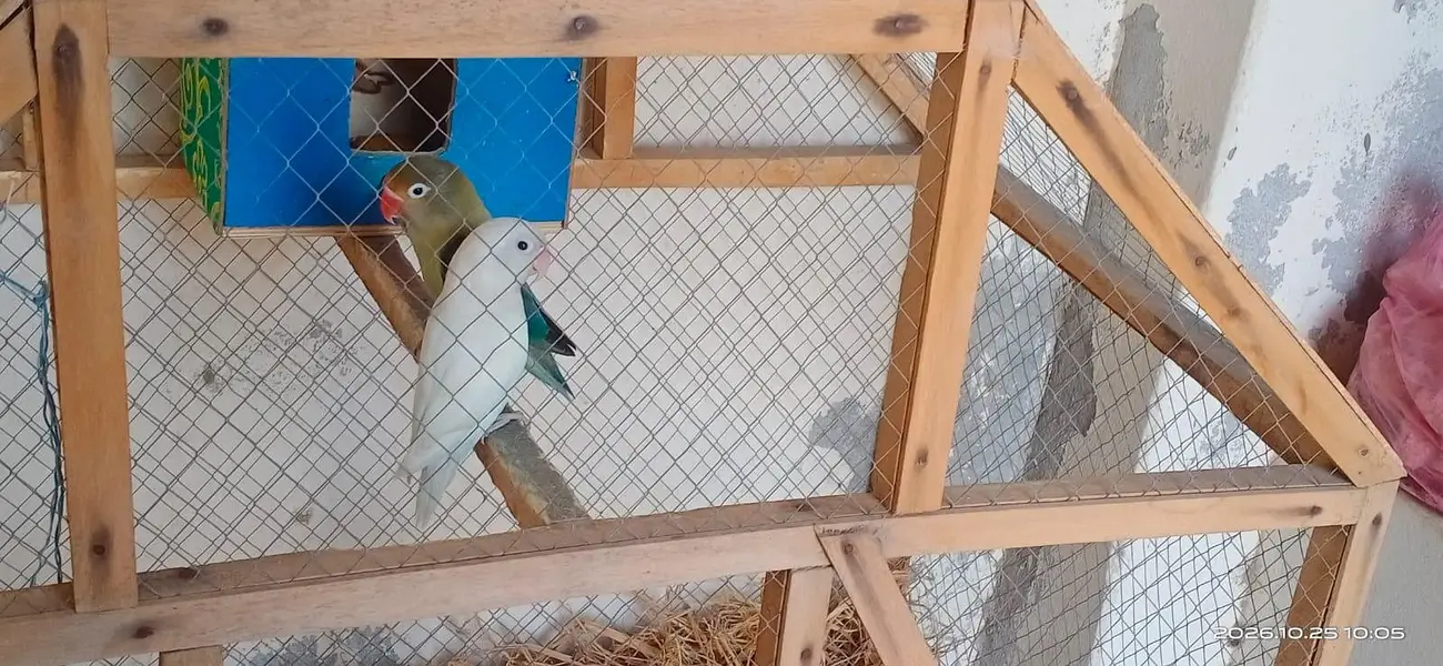 LoveBird for sale active birds — photo 2