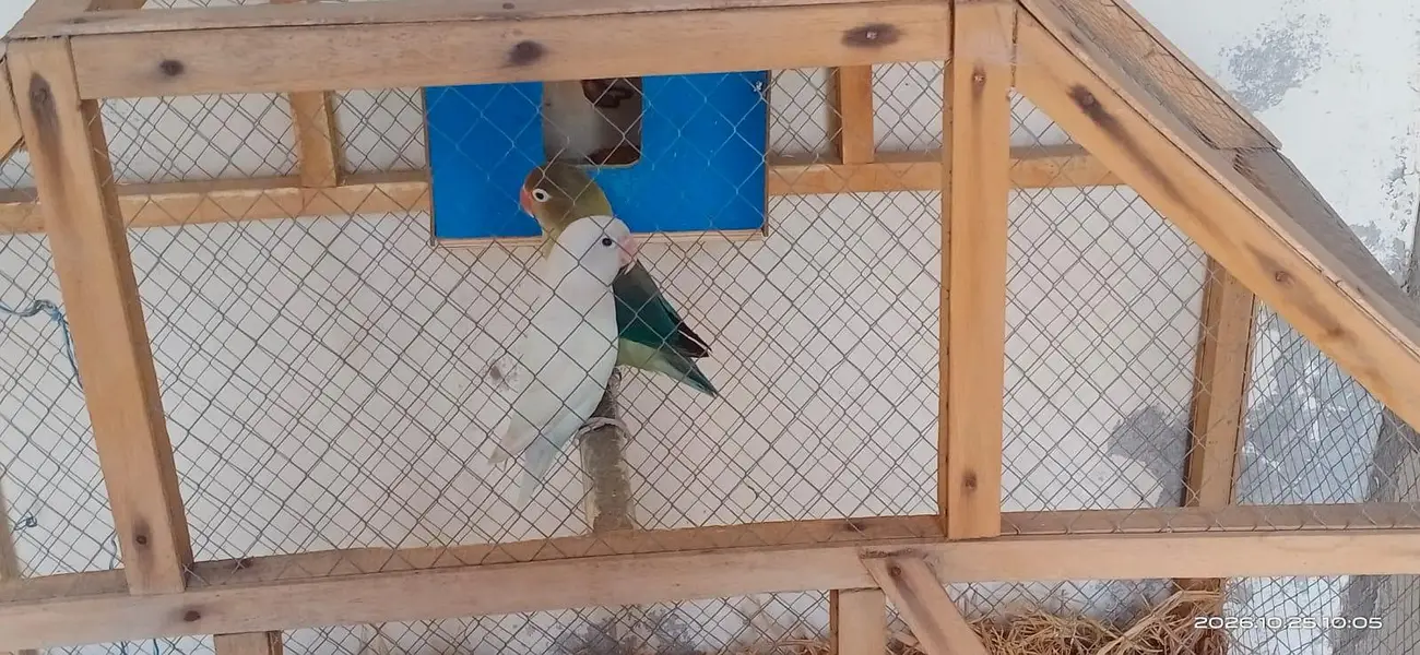 LoveBird for sale active birds — photo 3
