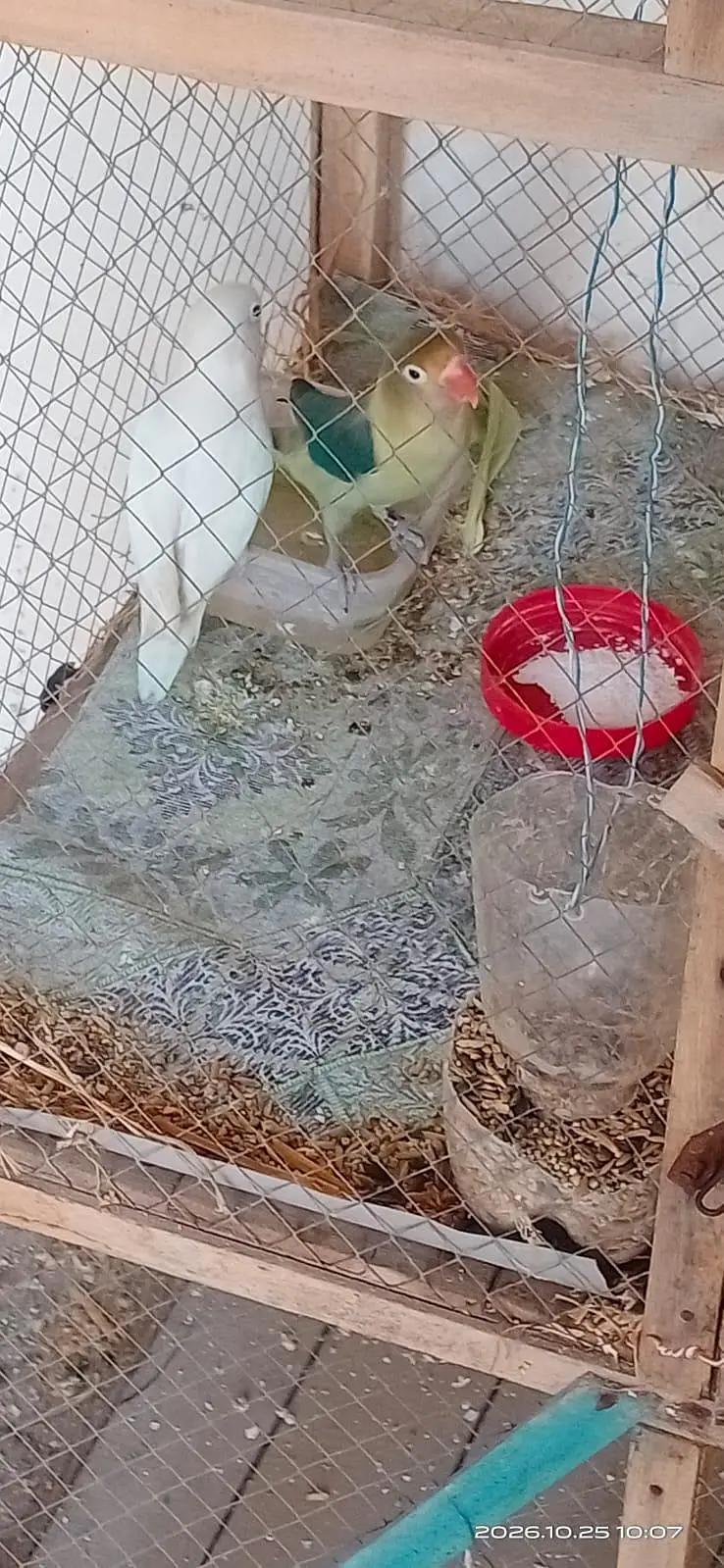 LoveBird for sale active birds — photo 4
