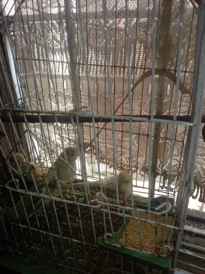 Australian parrot with cage