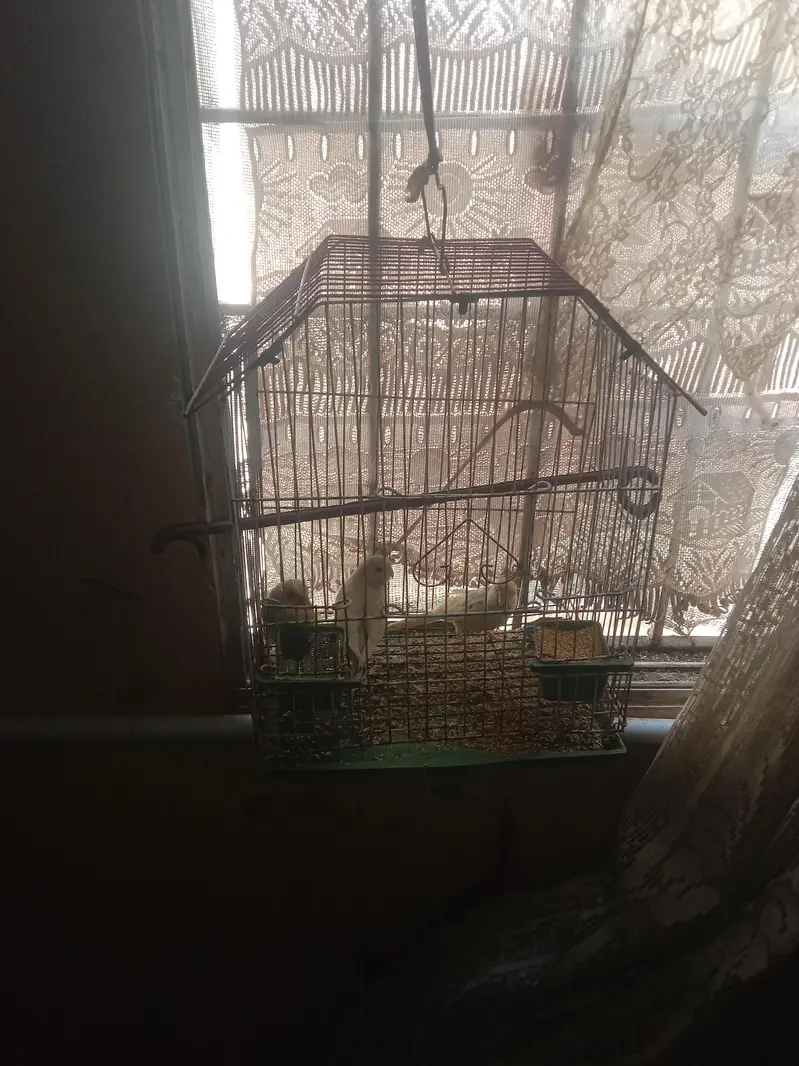 Australian parrot with cage — photo 2