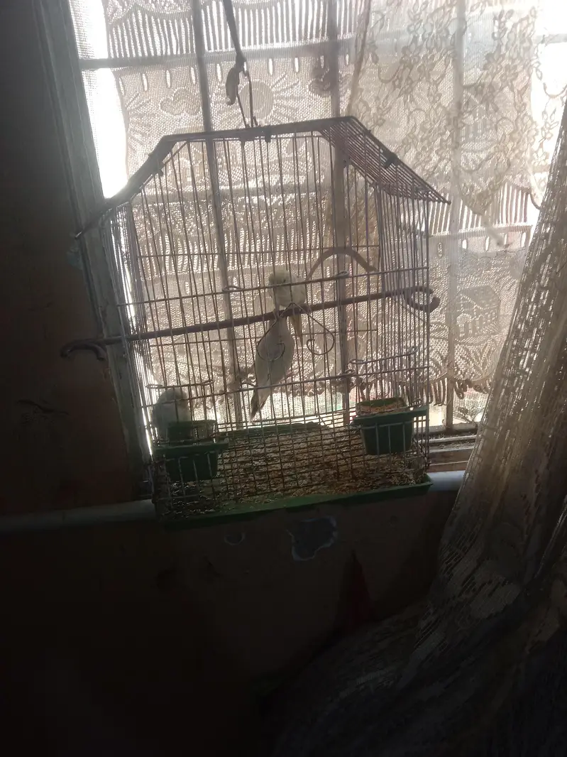 Australian parrot with cage — photo 3