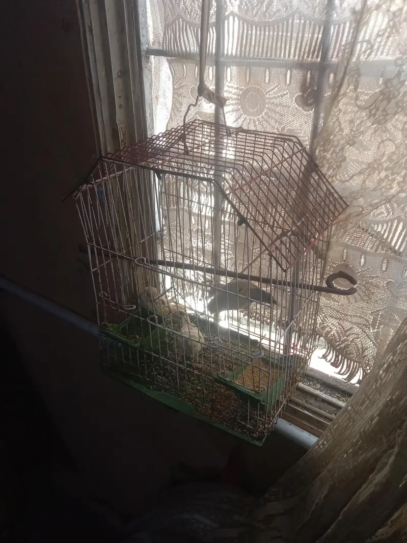 Australian parrot with cage — photo 4