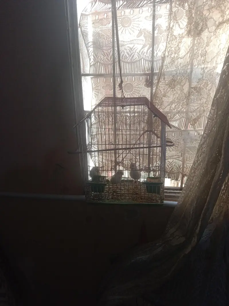 Australian parrot with cage — photo 5