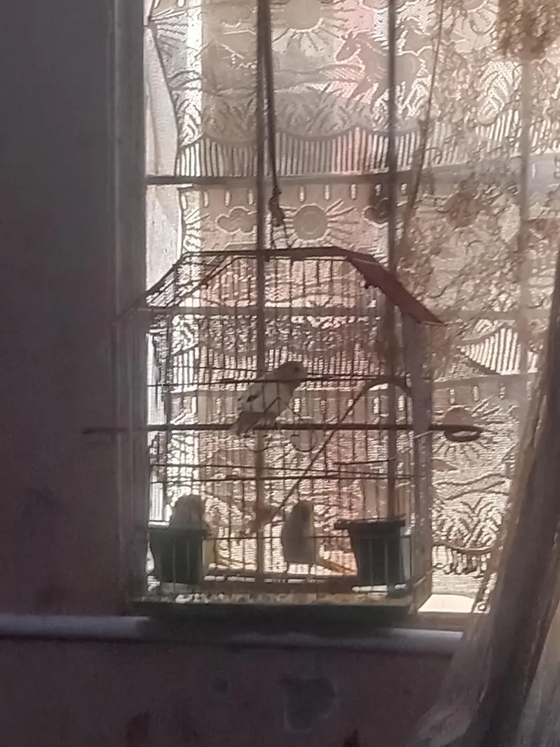 Australian parrot with cage — photo 6