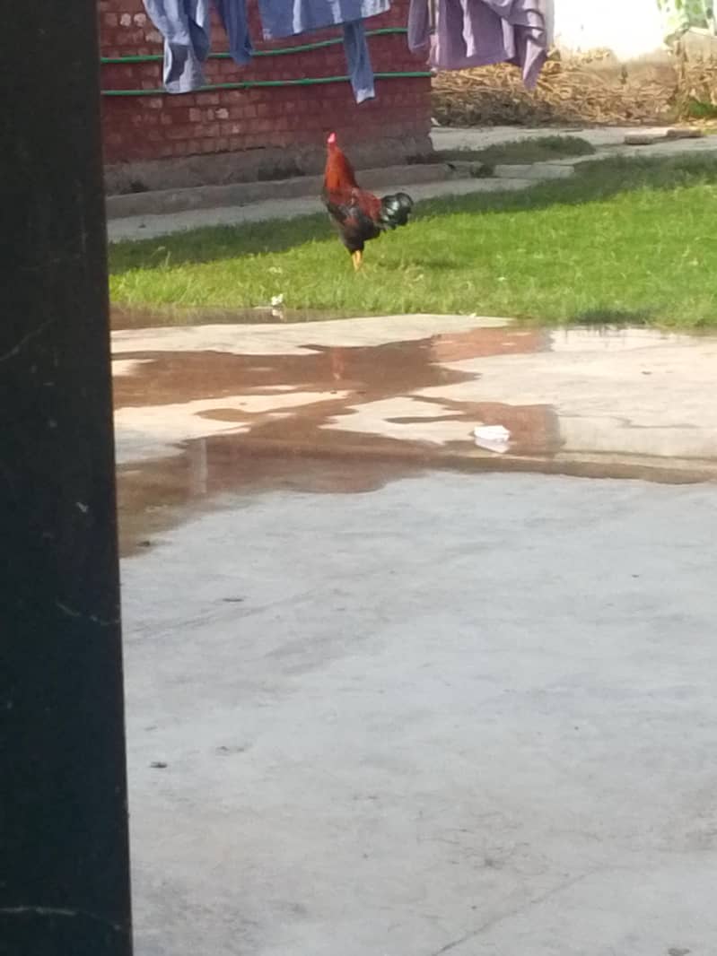 male hen 0