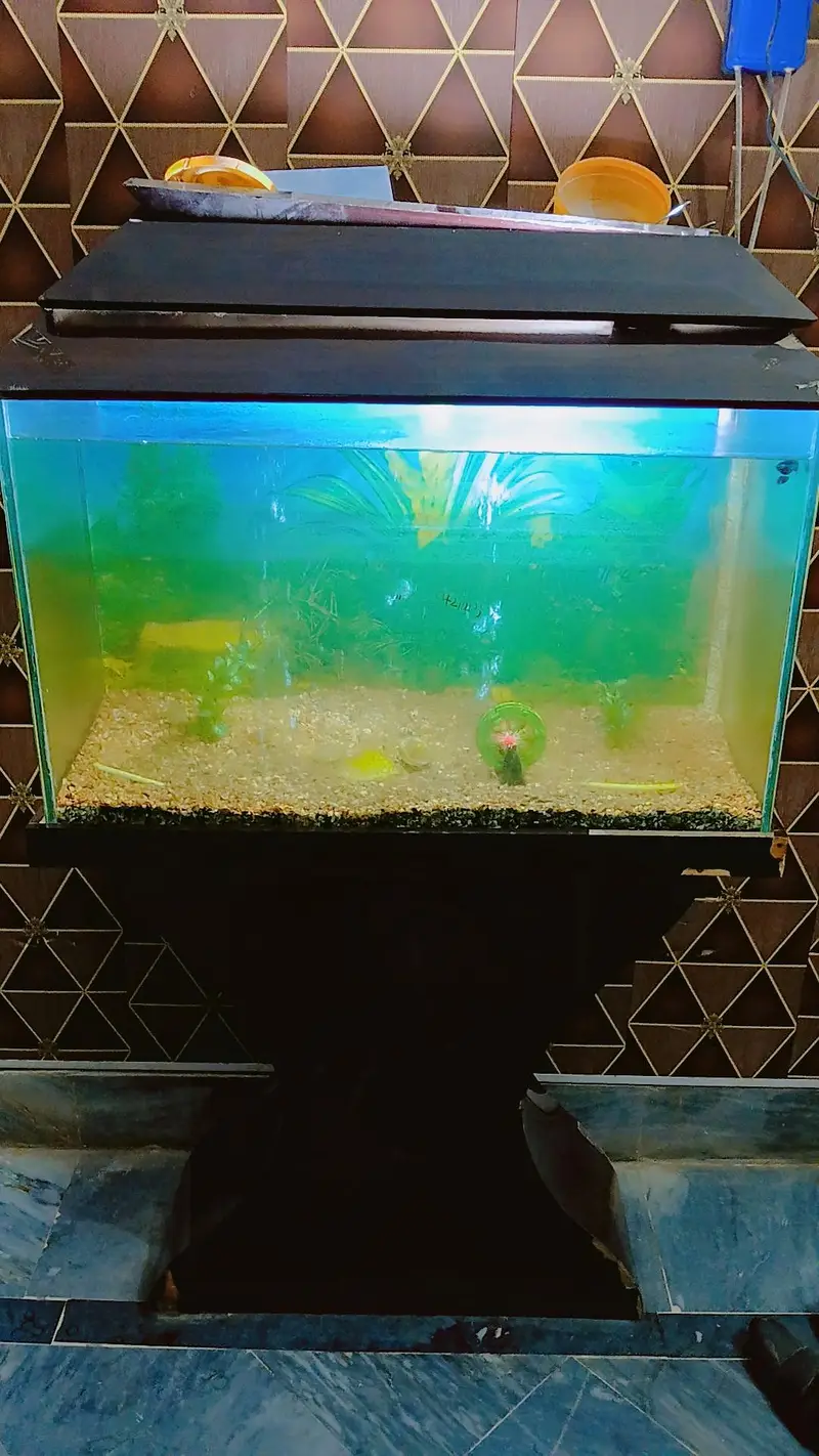 Aquarium with 4 fishes, heater and oxygen Pump, and items in aquarium