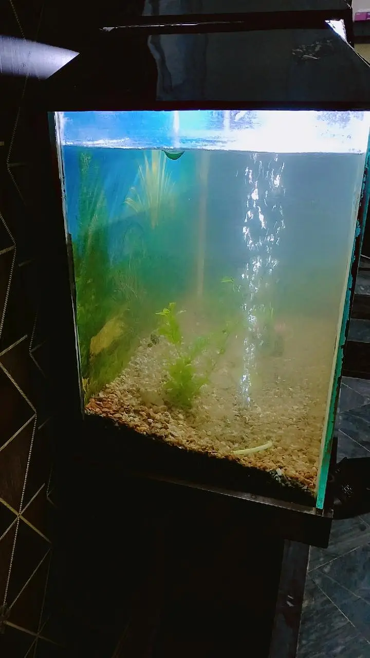 Aquarium with 4 fishes, heater and oxygen Pump, and items in aquarium — photo 5