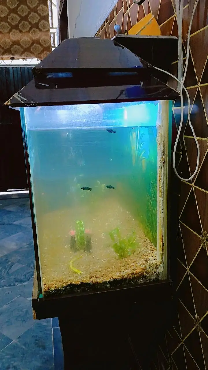 Aquarium with 4 fishes, heater and oxygen Pump, and items in aquarium — photo 6