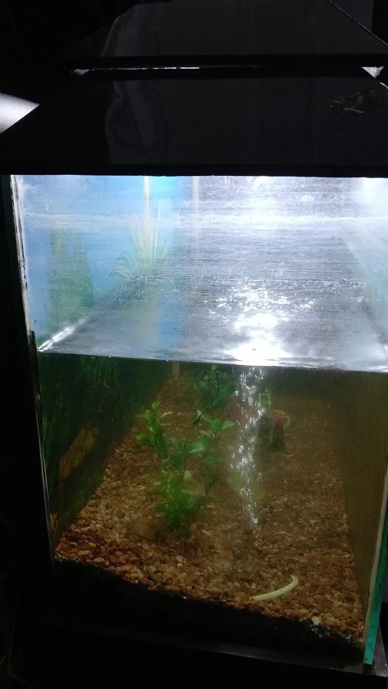 Aquarium with 4 fishes, heater and oxygen Pump, and items in aquarium — photo 7
