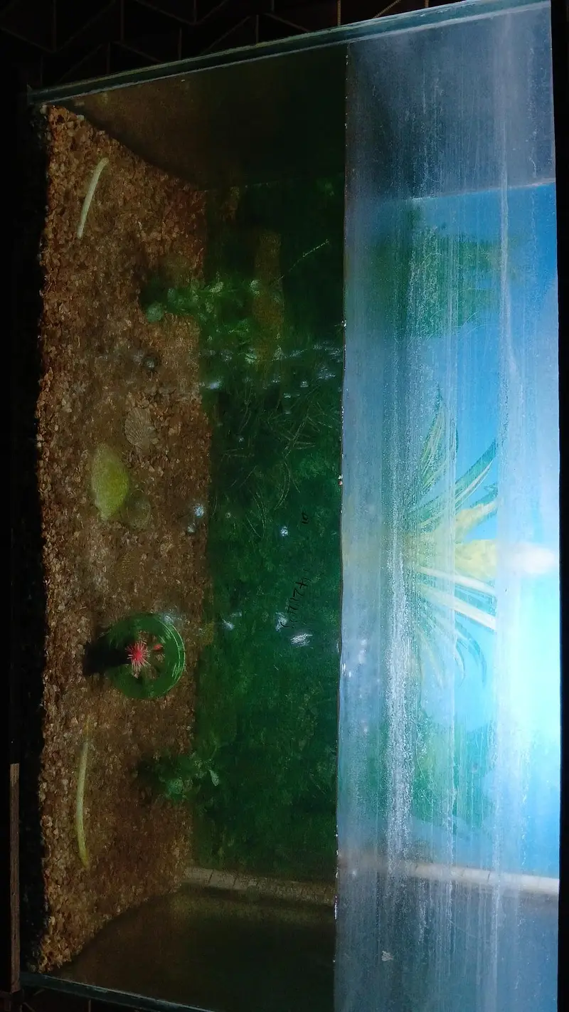 Aquarium with 4 fishes, heater and oxygen Pump, and items in aquarium — photo 8