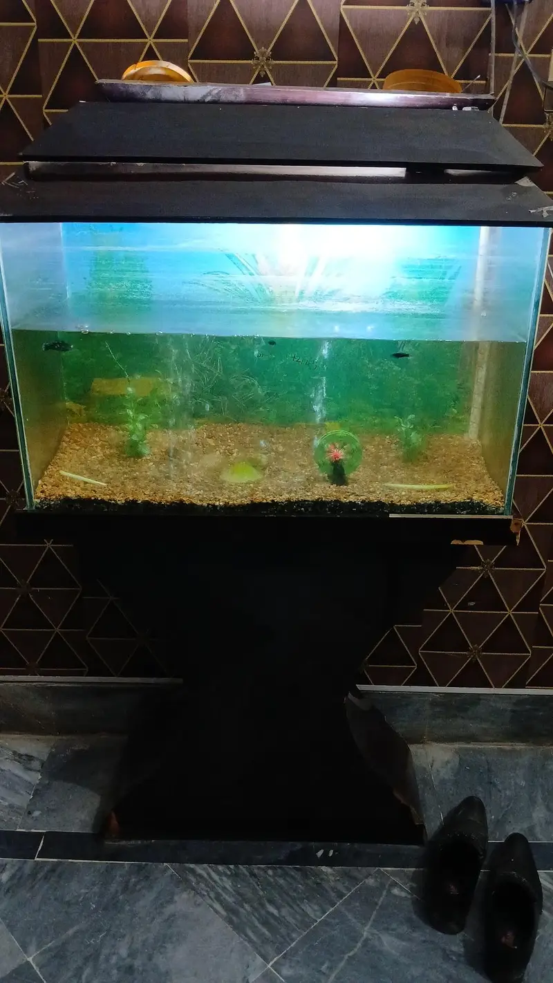 Aquarium with 4 fishes, heater and oxygen Pump, and items in aquarium — photo 9