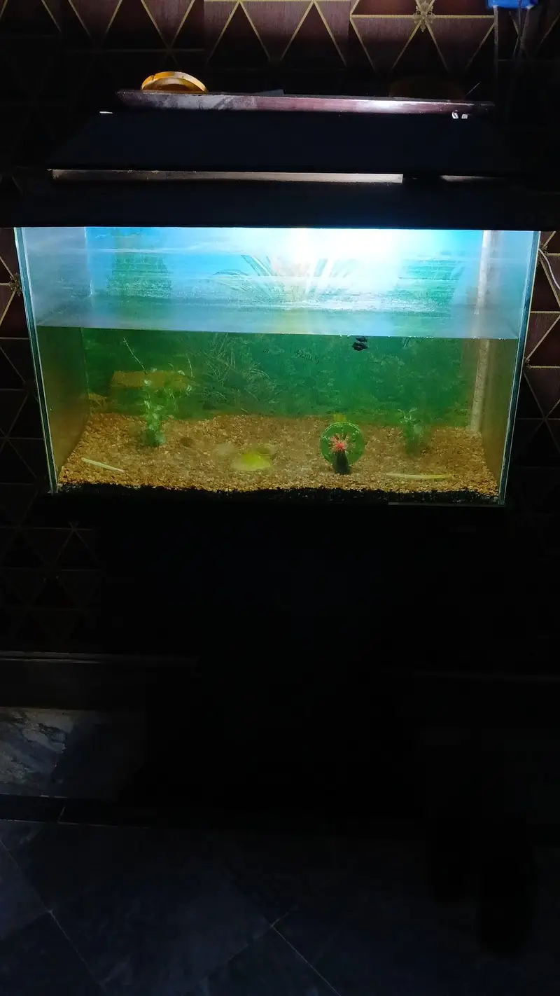 Aquarium with 4 fishes, heater and oxygen Pump, and items in aquarium — photo 10