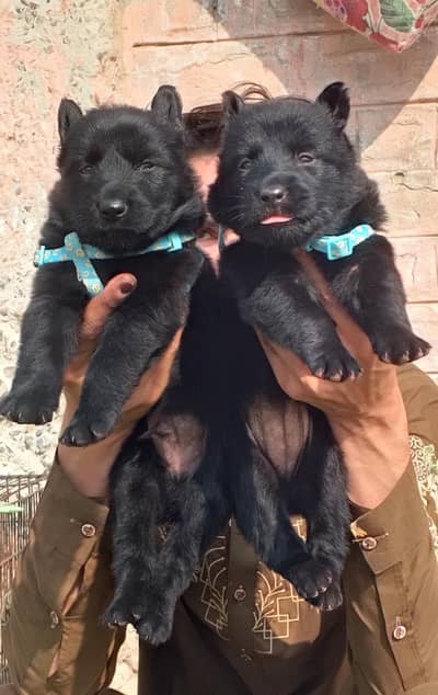 black German Shepherd pair 2 month for sale