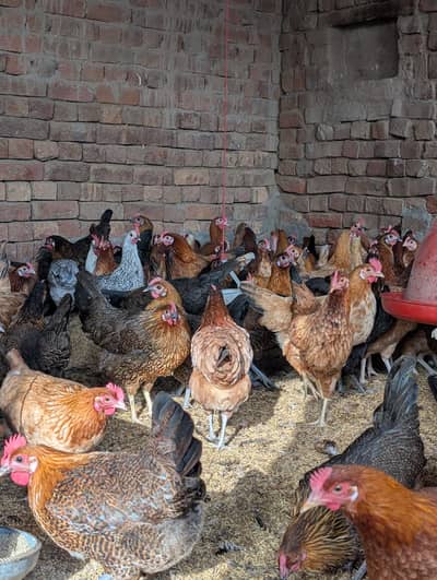 Golden misri | lohman brown| desi  | andy wali murgi | egg laying hens