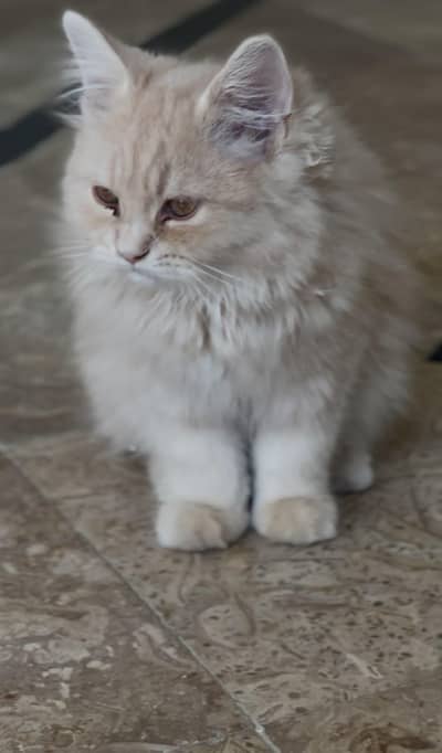 Persian kittens for sale