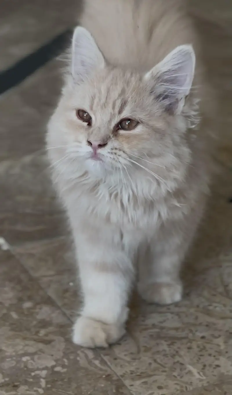 Persian kittens for sale — photo 2