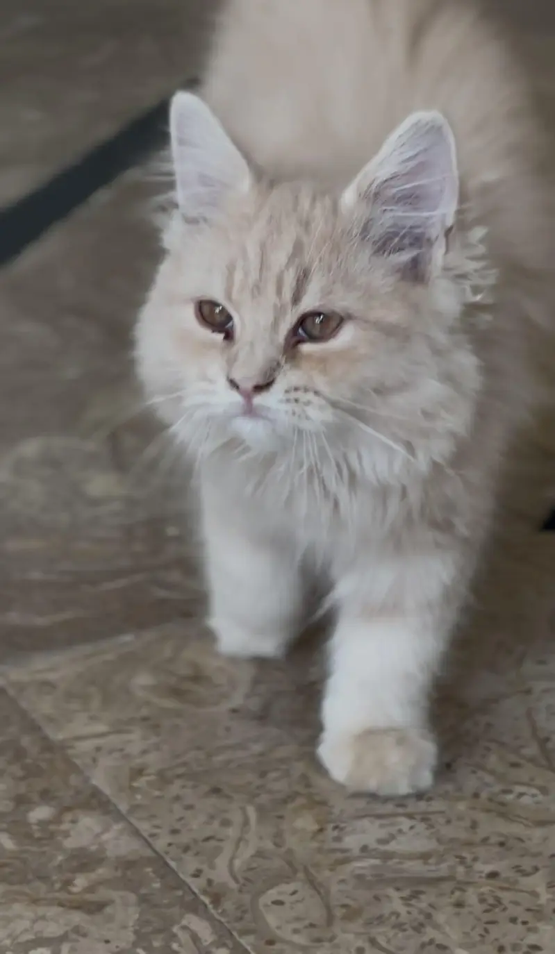 Persian kittens for sale — photo 3