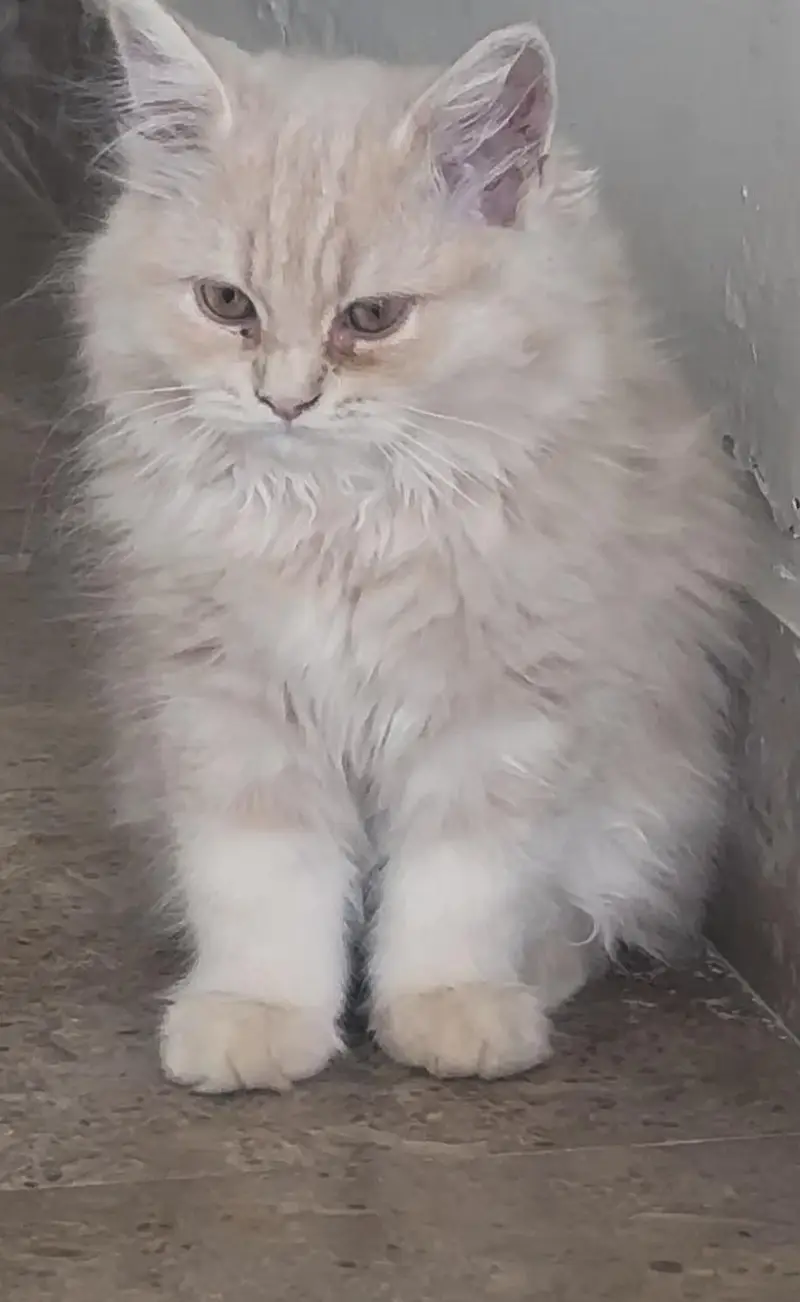 Persian kittens for sale — photo 4