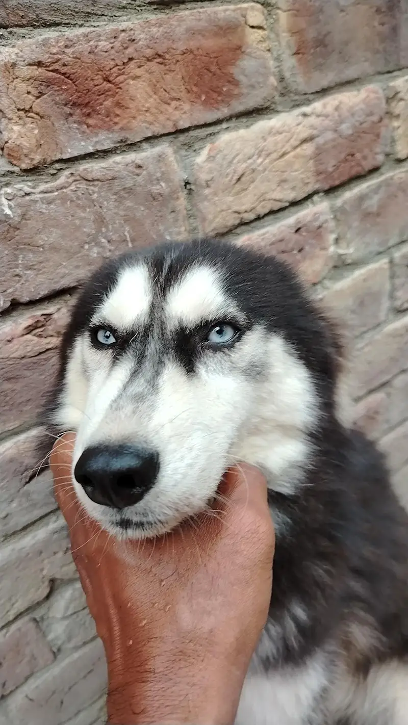 Husky Female For Sale — photo 3