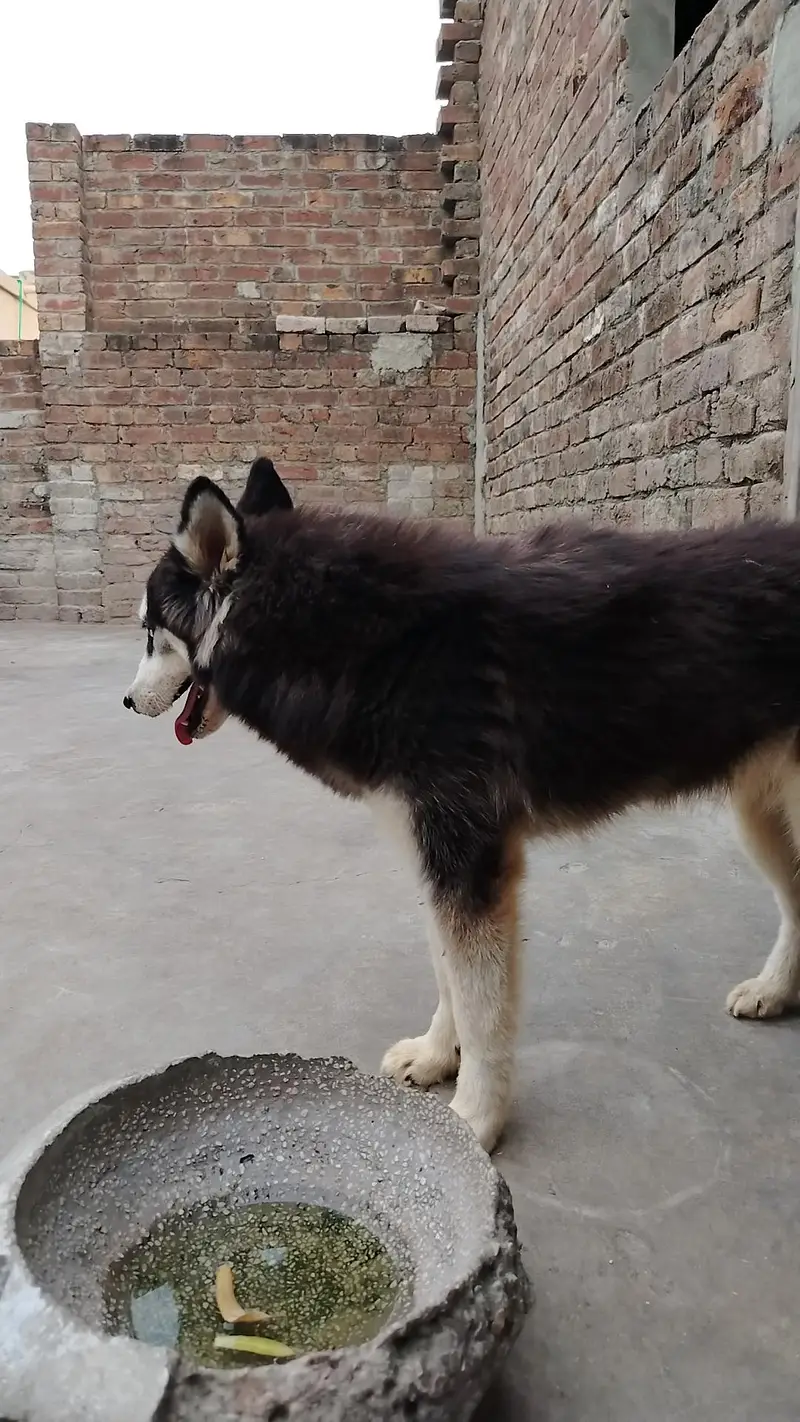 Husky Female For Sale — photo 4