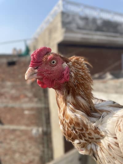 Aseel Murga or pathay for sale
