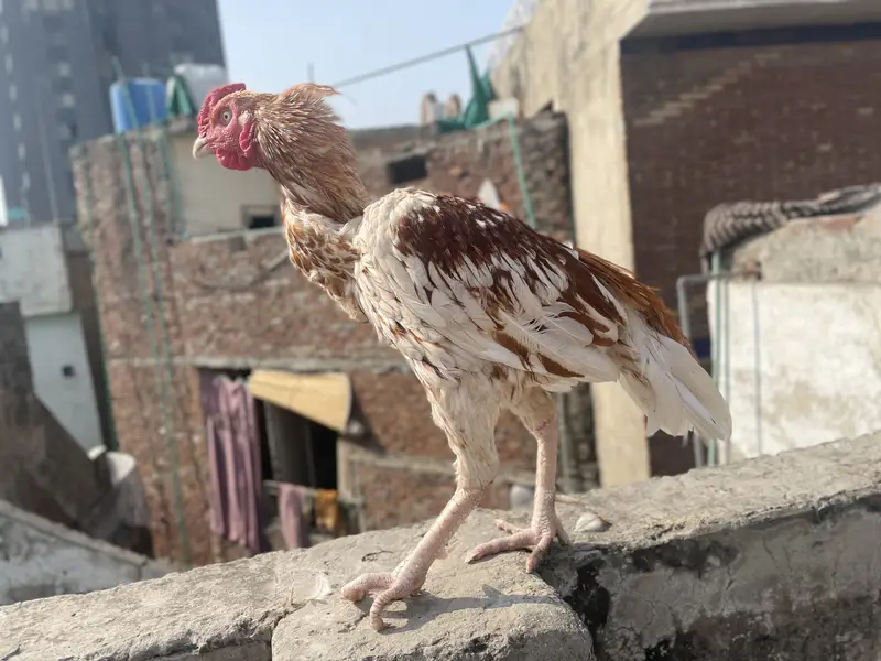 Aseel Murga or pathay for sale — photo 2