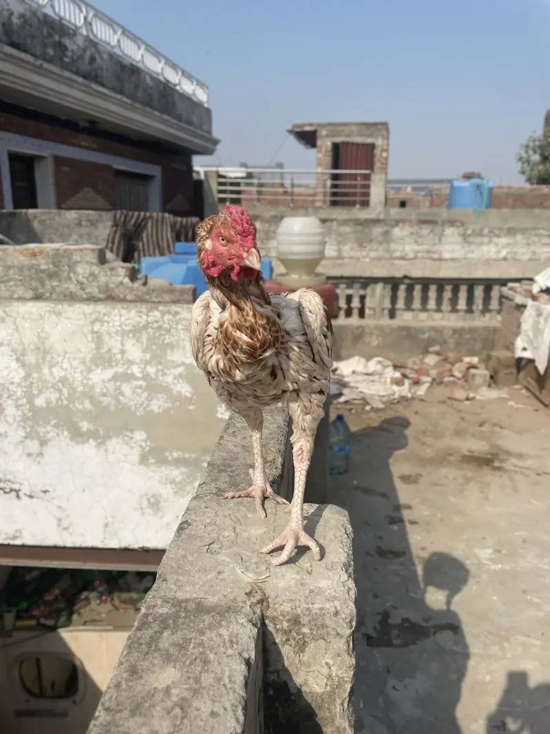 Aseel Murga or pathay for sale — photo 3