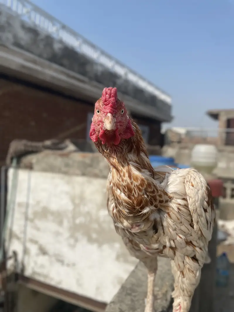 Aseel Murga or pathay for sale — photo 6
