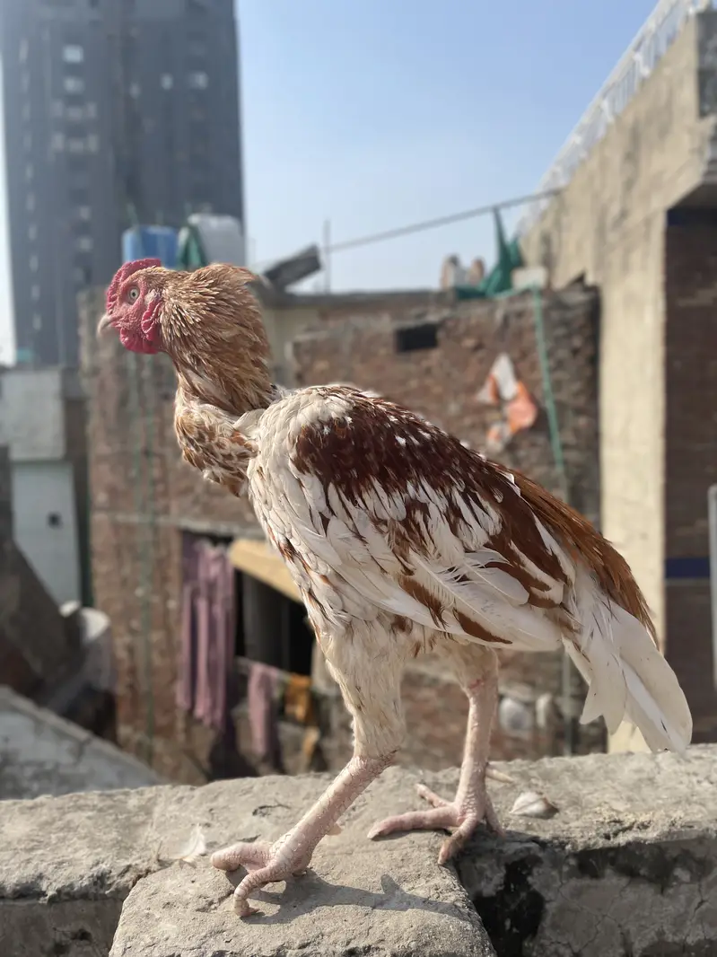 Aseel Murga or pathay for sale — photo 7