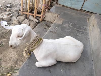 Barbari cross teddy healthy gabban bakri