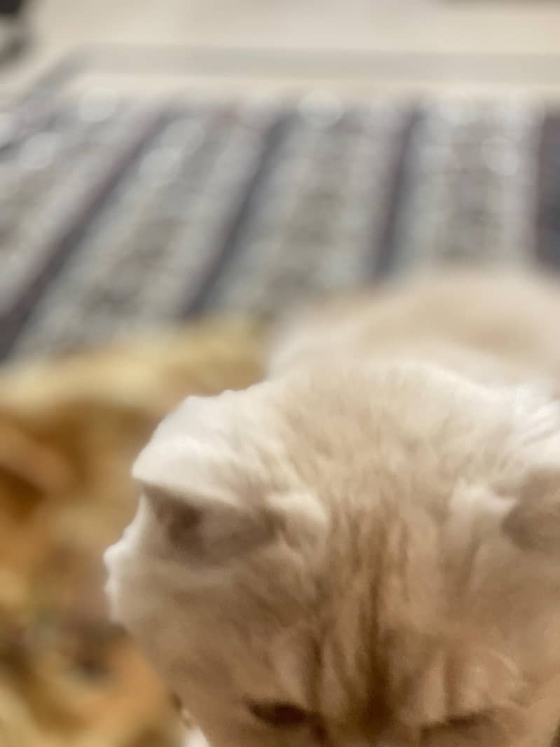 Persian cat 1