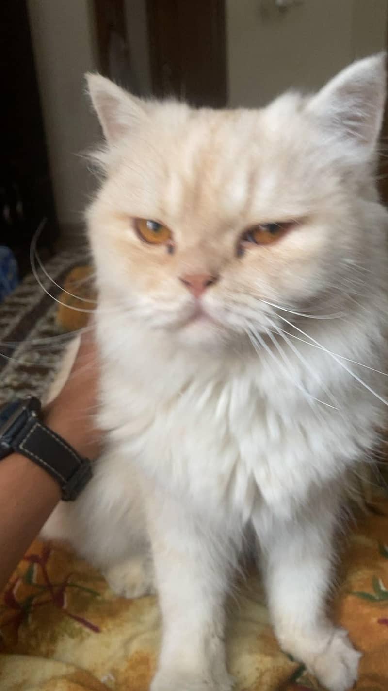 Persian cat 2