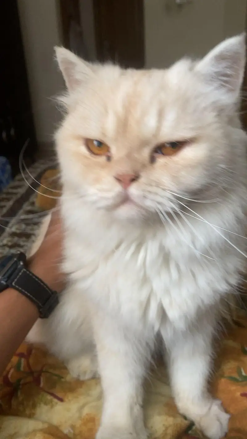 Persian cat — photo 3