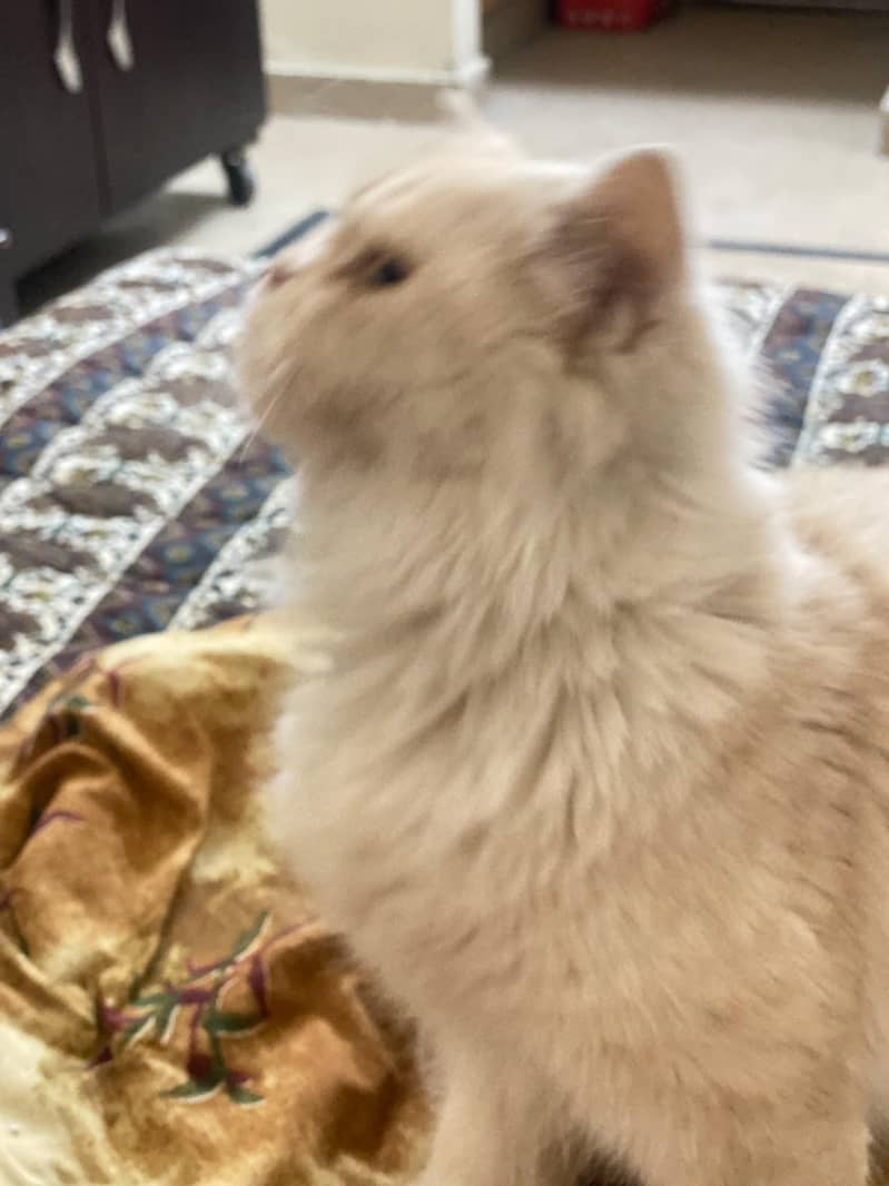 Persian cat 3