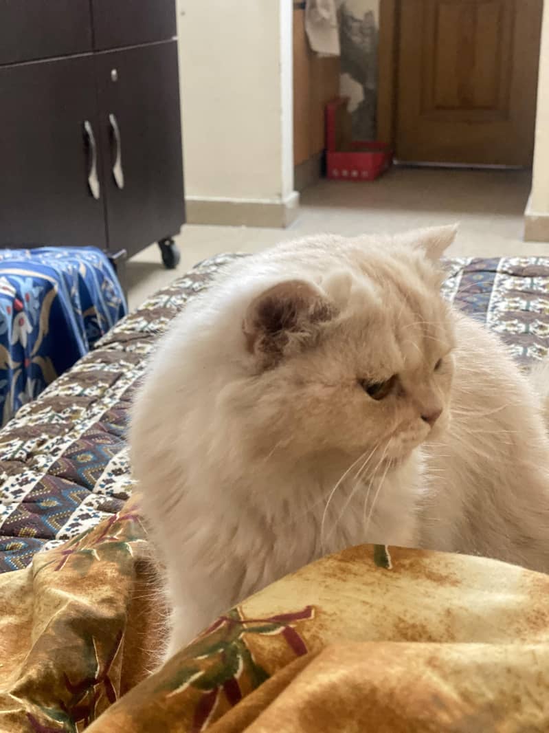 Persian cat 4